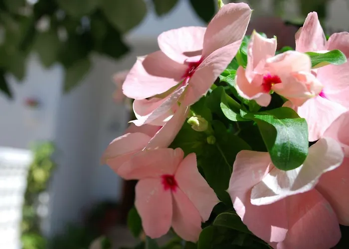 Al&de 公寓 Velipojë